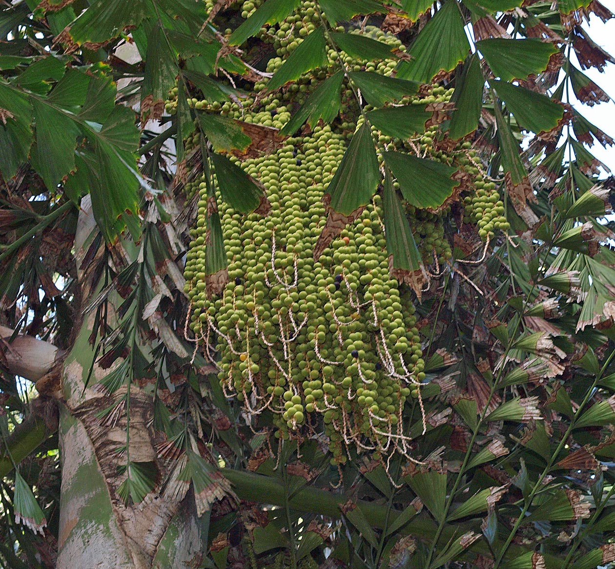   Caryota maxima  unripe fruit 