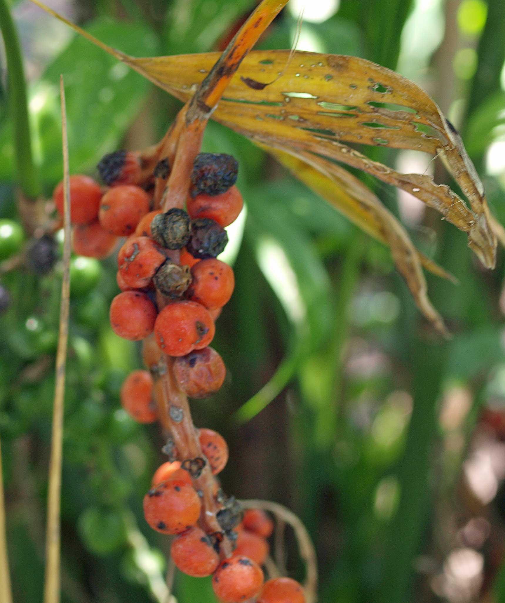   Chamaedorea microspadix  fruit 