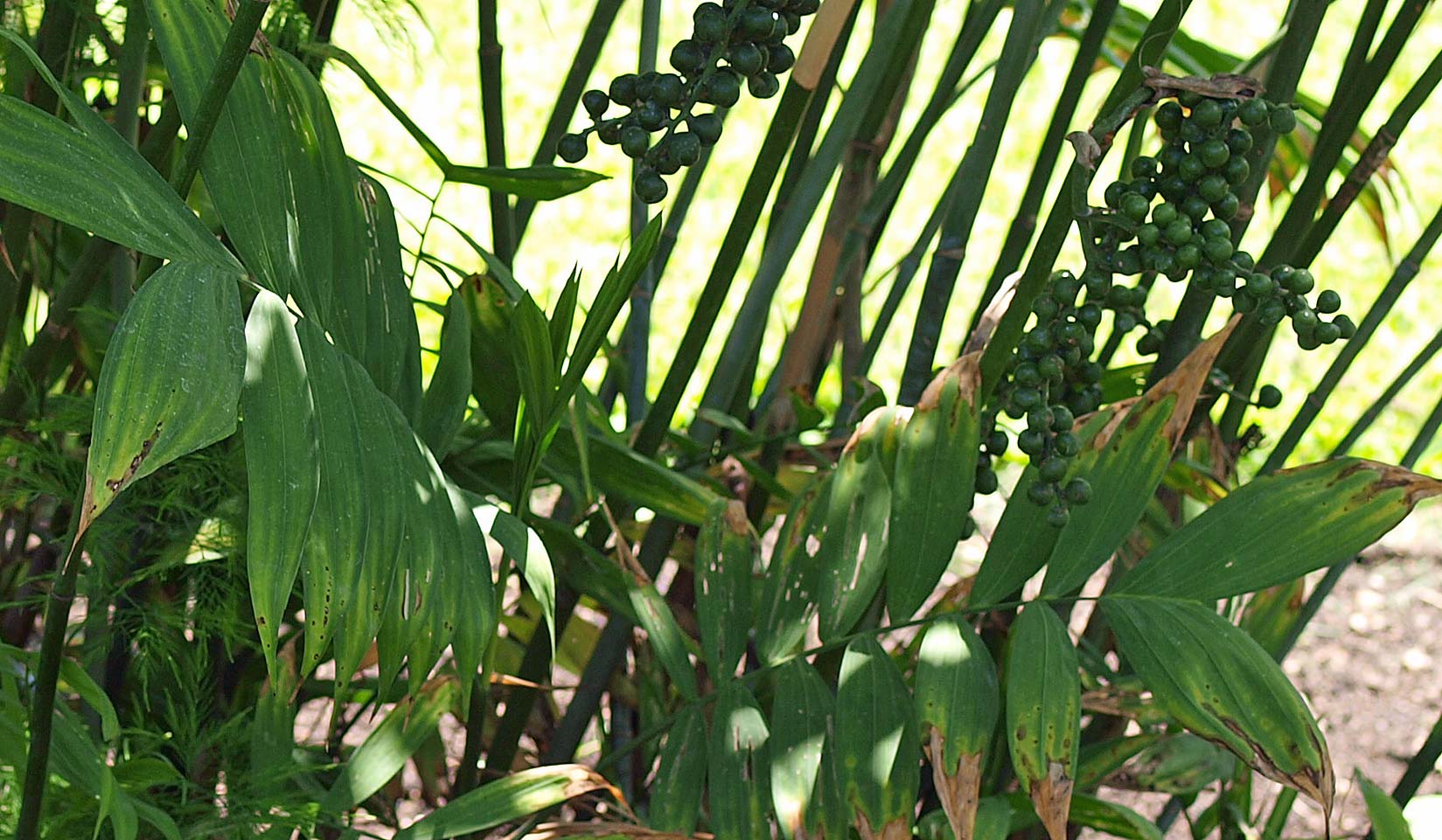   Chamaedorea microspadix  leaves 