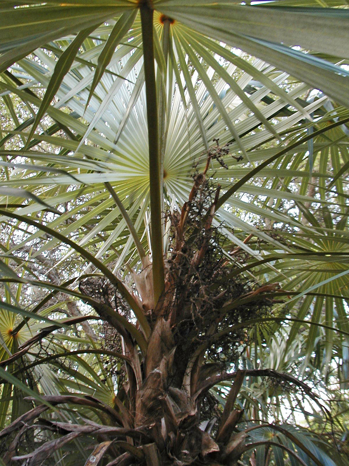   Coccothrinax argentata  canopy 