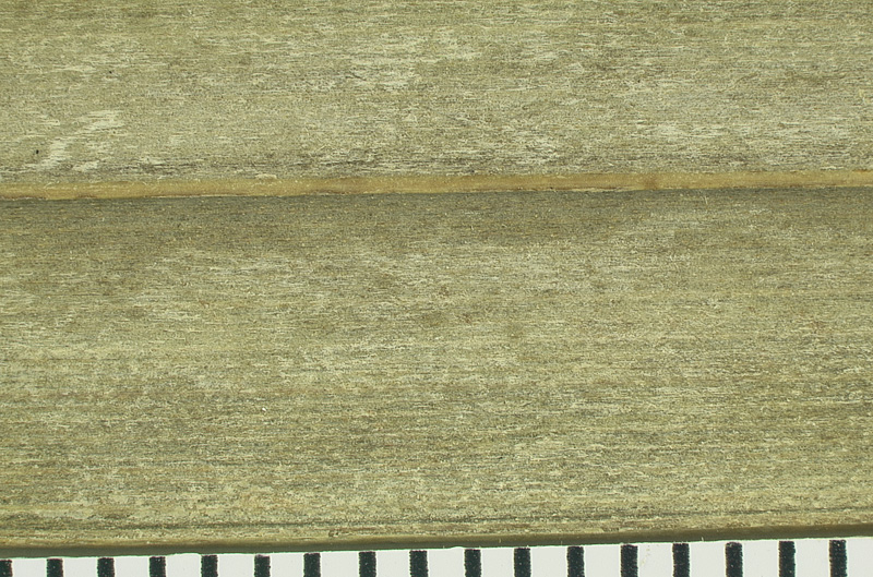   Coccothrinax argentata  leaflet undersurface with mm scale 