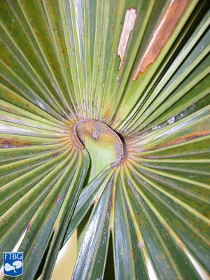   Coccothrinax argentata  adaxial hastula. Photograph courtesy of Fairchild Tropical Botanical Garden, Guide to Palms  http://palmguide.org/index.php  