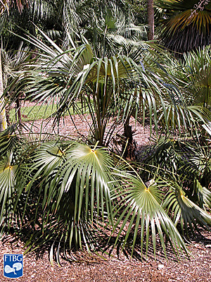   Coccothrinax argentata  young palm. Photograph courtesy of Fairchild Tropical Botanical Garden, Guide to Palms  http://palmguide.org/index.php  