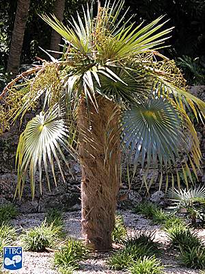   Coccothrinax crinita  habit. Photograph courtesy of Fairchild Tropical Botanical Garden, Guide to Palms  http://palmguide.org/index.php  