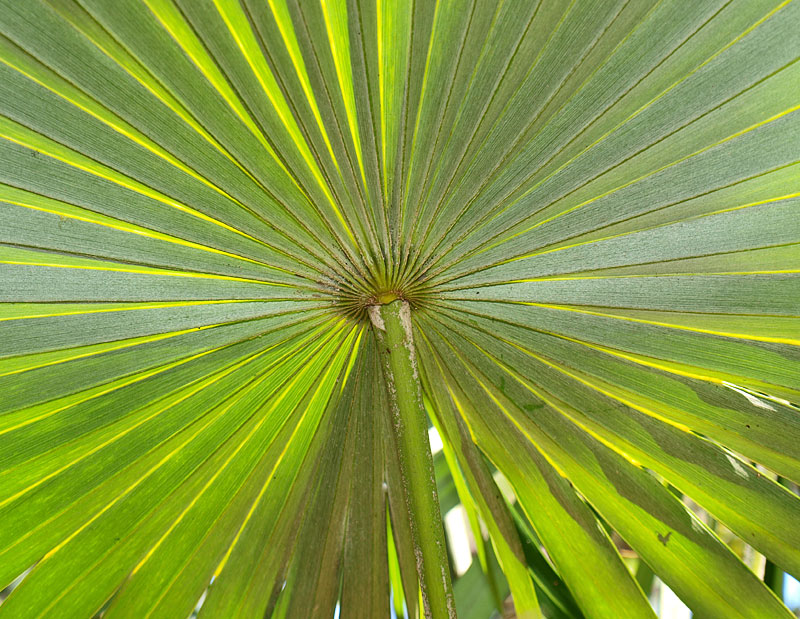   Coccothrinax crinita  leaf lower surface 