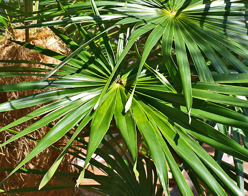   Coccothrinax crinita  leaves 