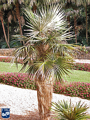   Coccothrinax crinita  habit. Photograph courtesy of Fairchild Tropical Botanical Garden, Guide to Palms  http://palmguide.org/index.php  