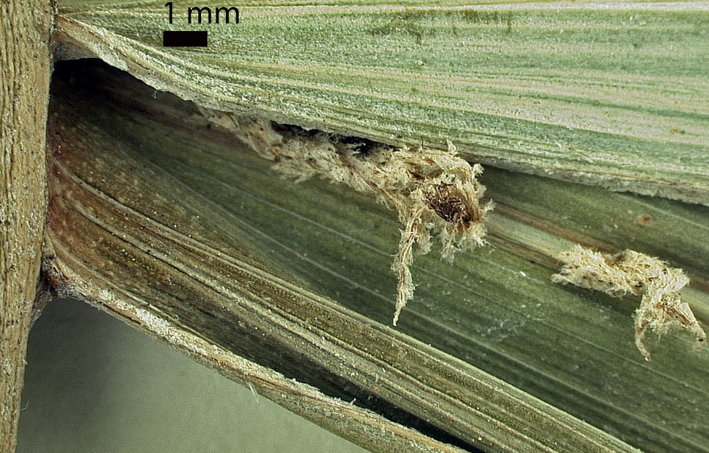   Dictyosperma album  ramenta (mm scale) near leaflet attachment to rachis 