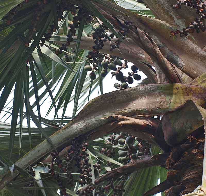   Latania loddigesii  canopy with fruit 