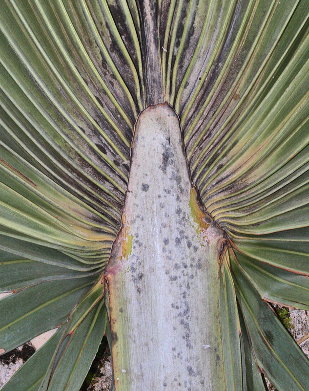   Latania loddigesii  adaxial leaf with view of hastula 
