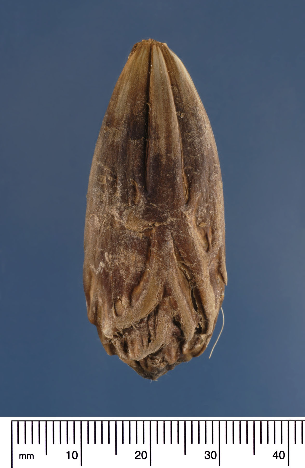   Latania loddigesii  sculpted fruit endocarp (pit) containing a smooth seed. Photograph courtesy of Mariana P. Beckman, DPI 