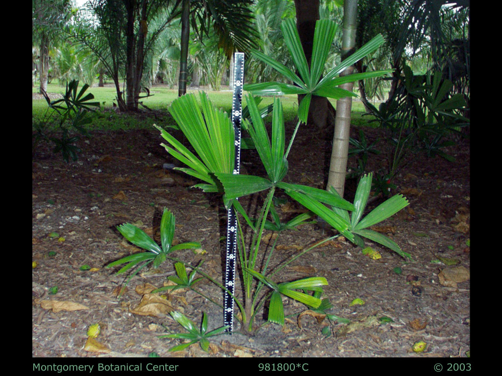   Licuala spinosa  young palm. (MBC photo: 981800-GD01) Photograph courtesy of Montgomery Botanical Center  http://www.montgomerybotanical.org/  