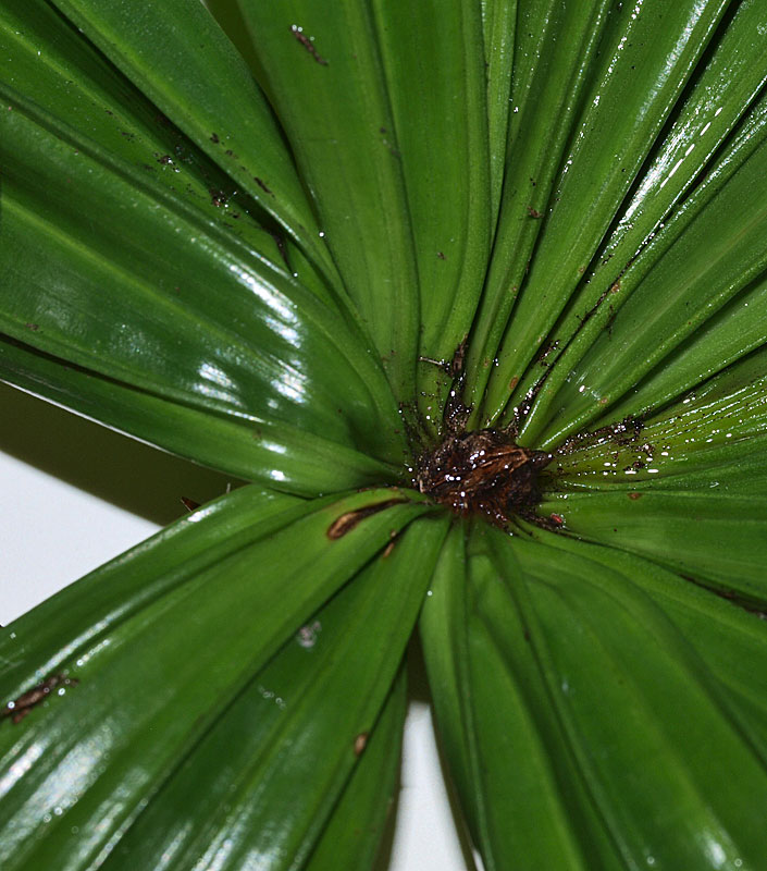   Licuala spinosa  adaxial leaf blade with hastula 