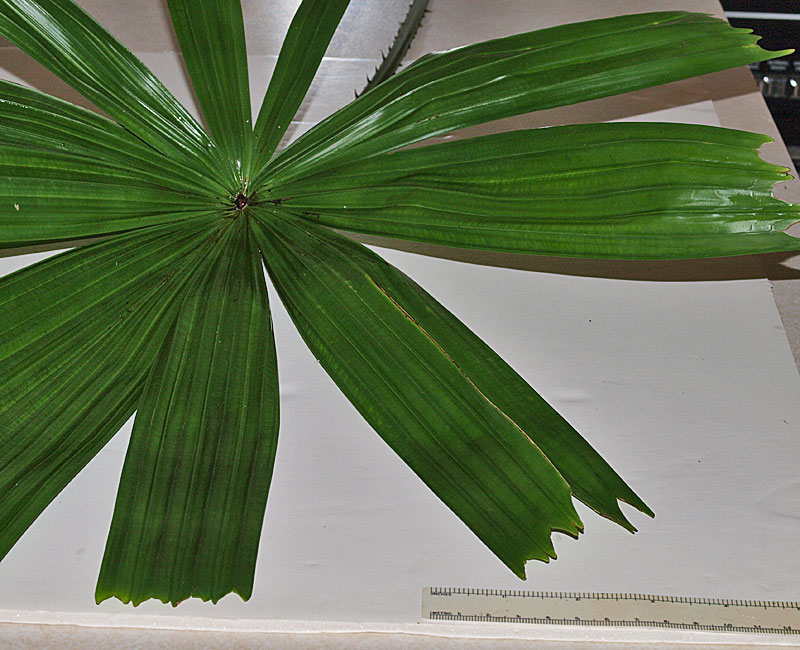   Licuala spinosa  adaxial leaf blade  
