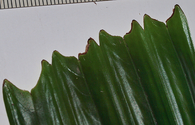   Licuala spinosa  adaxial leaf segment tips (mm scale) 