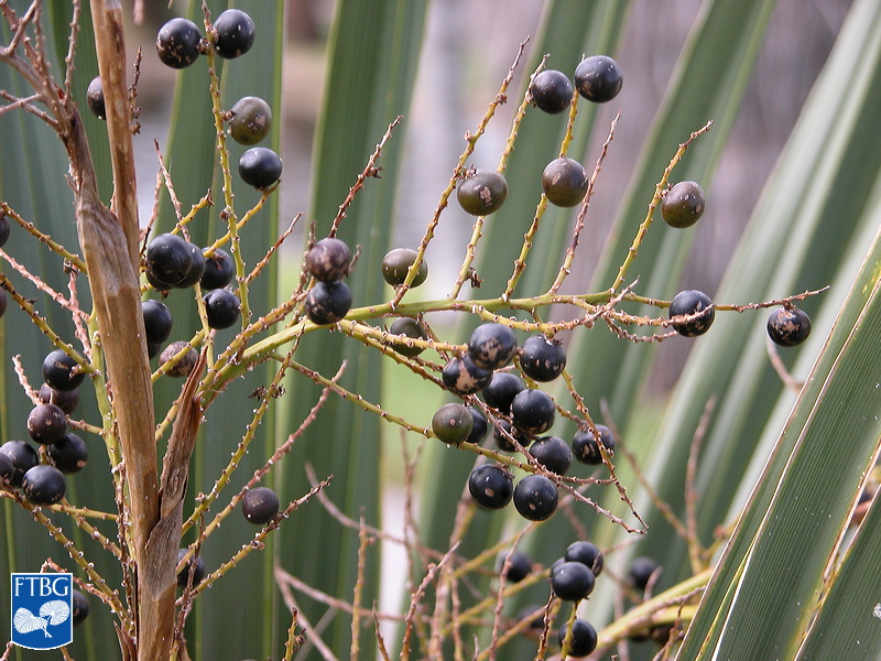   Sabal minor  fruits. Photograph courtesy of Fairchild Tropical Botanical Garden, Guide to Palms  http://palmguide.org/index.php  