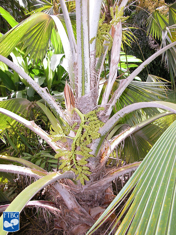 Pritchardia hillebrandii | Identifying Commonly Cultivated Palms