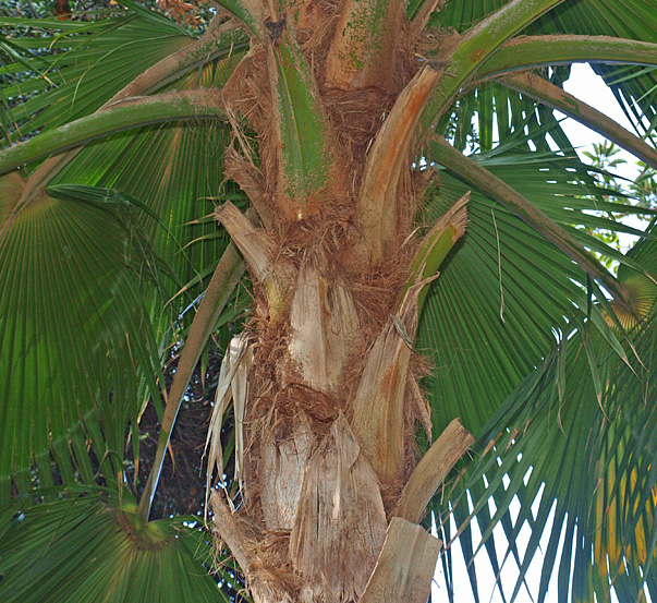 Pritchardia hillebrandii | Palm ID