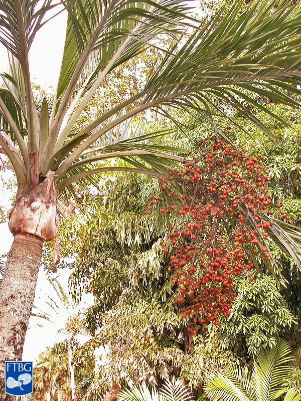   Pseudophoenix sargentii  canopy with fruit. Photograph courtesy of Fairchild Tropical Botanical Garden, Guide to Palms  http://palmguide.org/index.php  