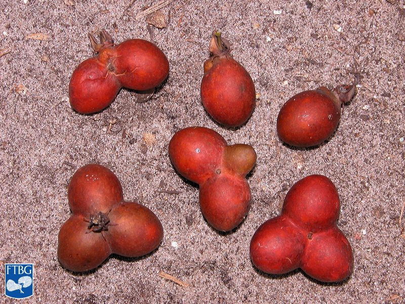   Pseudophoenix sargentii  fruit. Photograph courtesy of Fairchild Tropical Botanical Garden, Guide to Palms  http://palmguide.org/index.php  