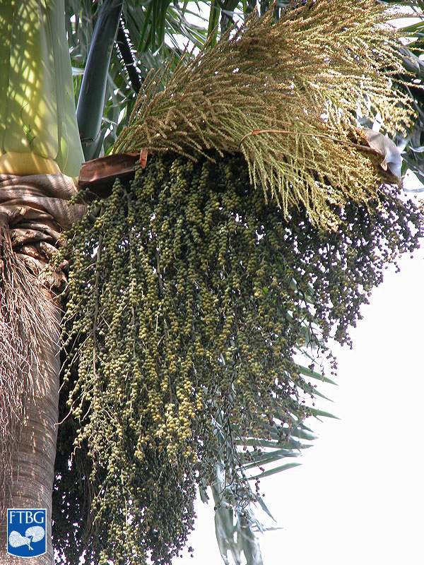   Roystonea oleracea  inflorescence. Photograph courtesy of Fairchild Tropical Botanical Garden, Guide to Palms  http://palmguide.org/index.php  