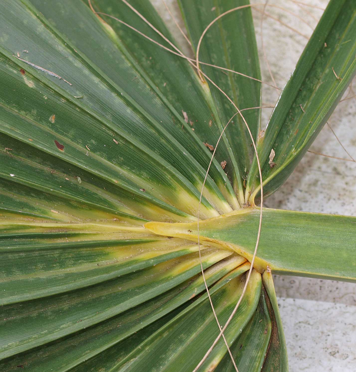   Sabal causiarum  leaf (adaxial) with hastula 