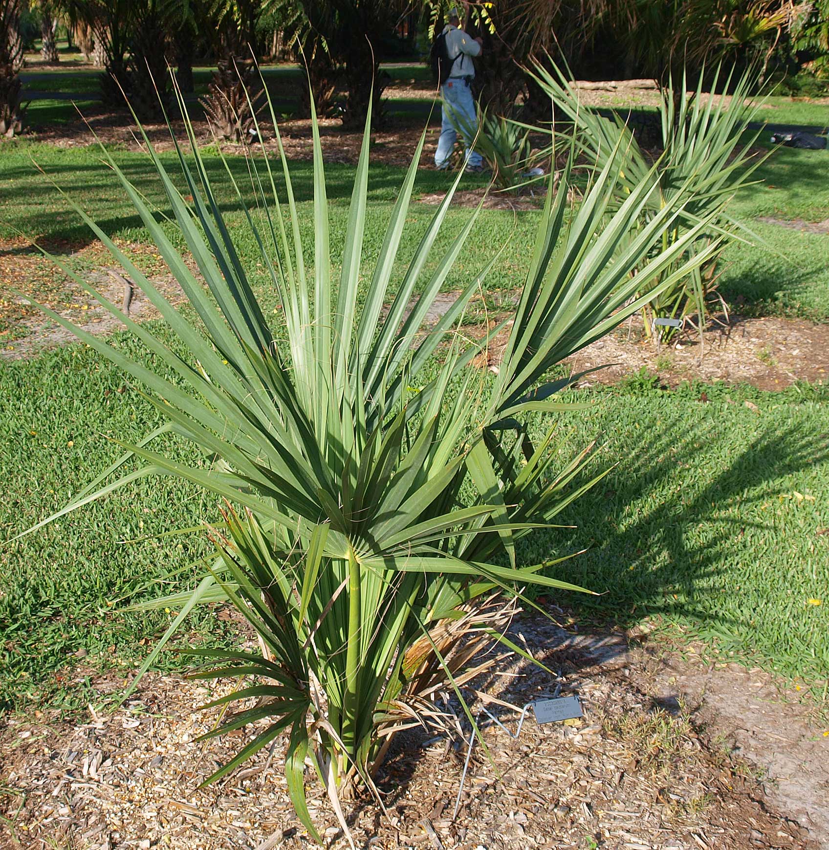   Sabal causiarum  habit, juvenile palm 