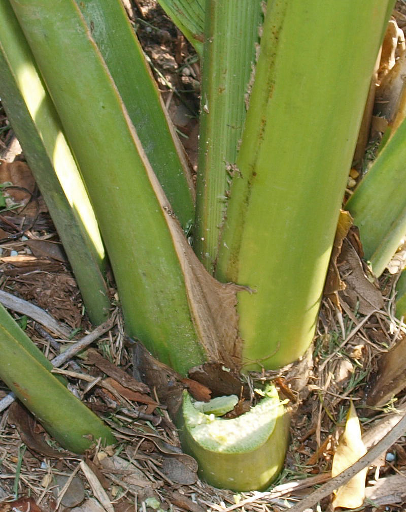   Sabal causiarum  leaf bases with closer view of beige-brown ligule 