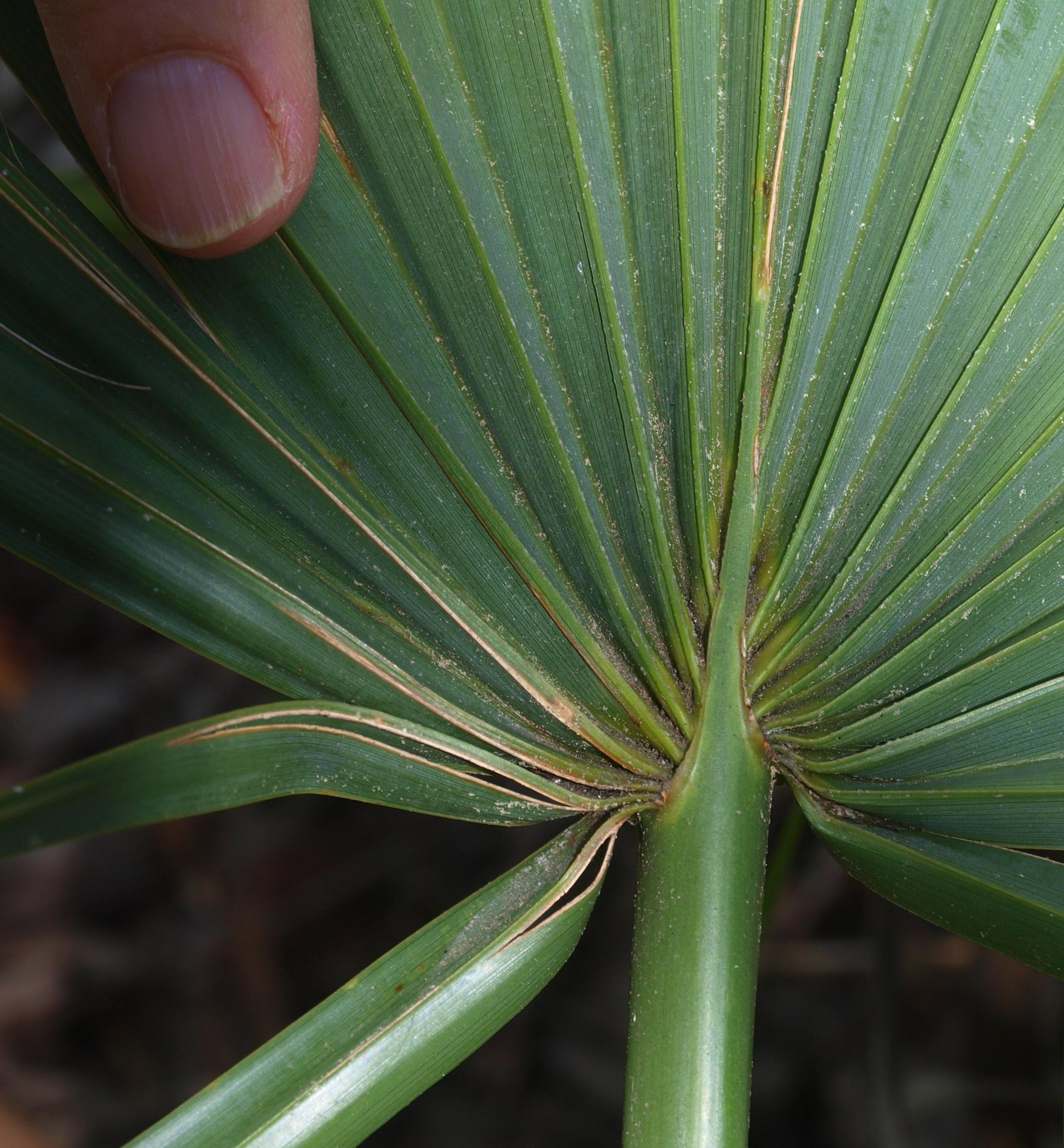   Sabal minor  leaf costa (abaxial view of leaf) 
