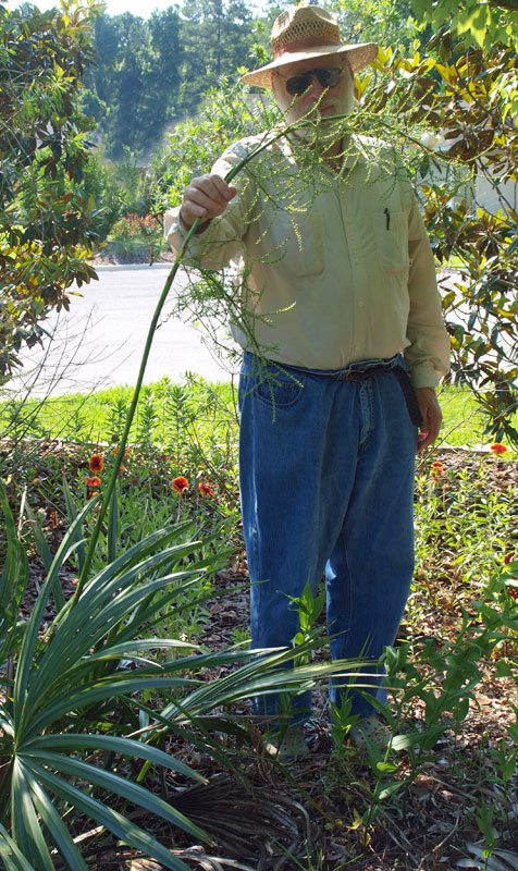   Sabal minor  inflorescence extending beyond leaves with a roughly 2 m tall human for length comparison 
