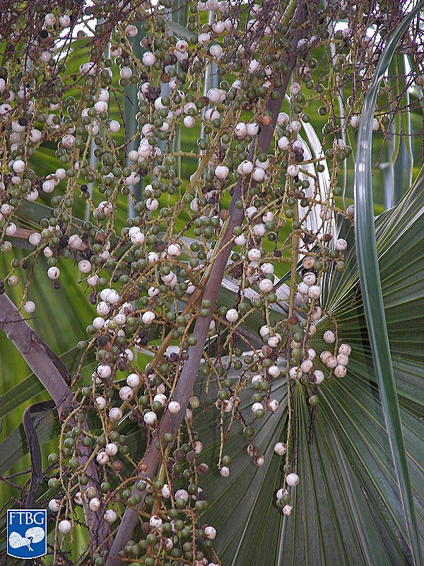   Thrinax excelsa  fruits. Photograph courtesy of Fairchild Tropical Botanical Garden, Guide to Palms  http://palmguide.org/index.php  