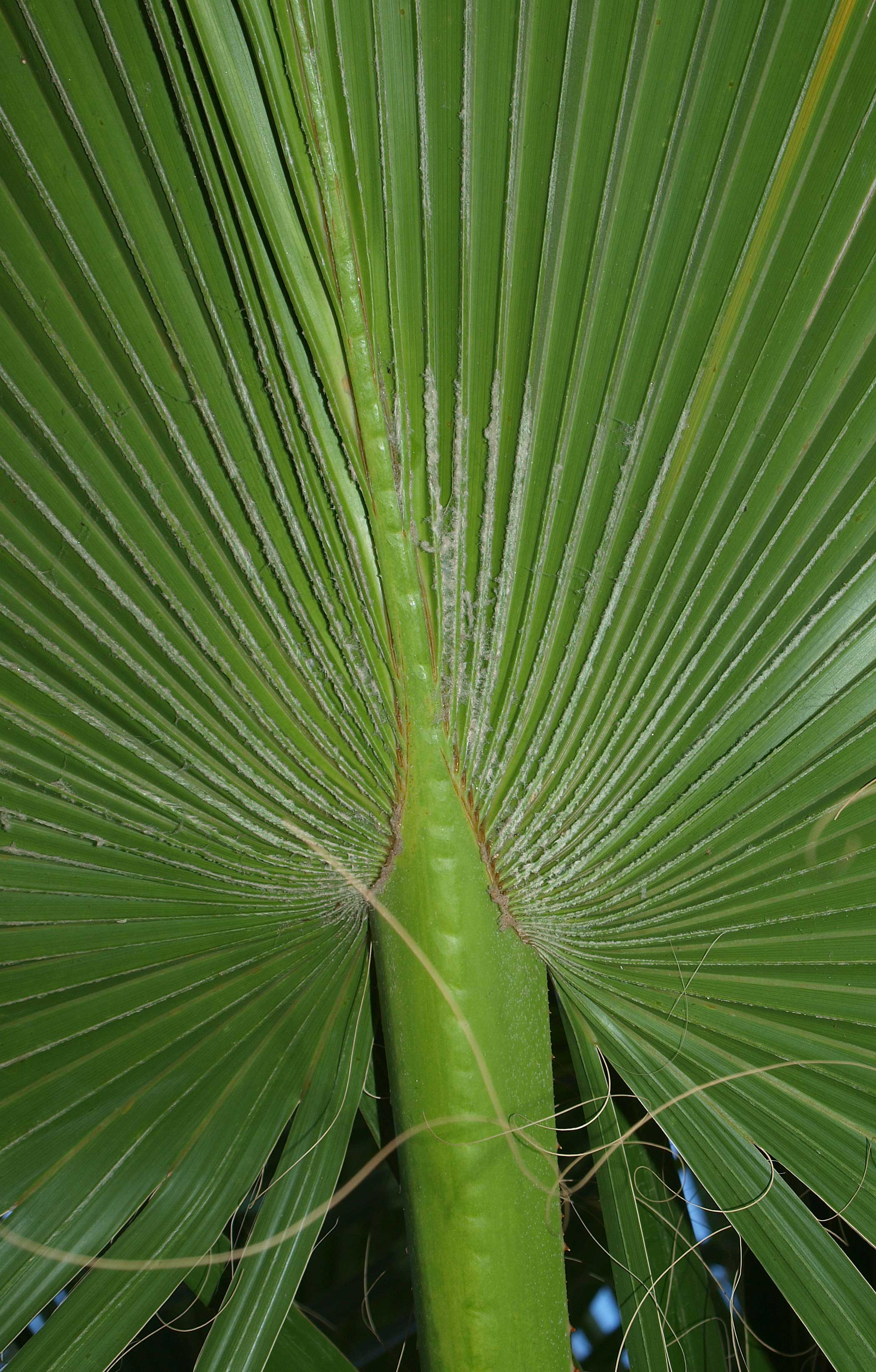   Washingtonia filifera  underside of leaf from young palm 