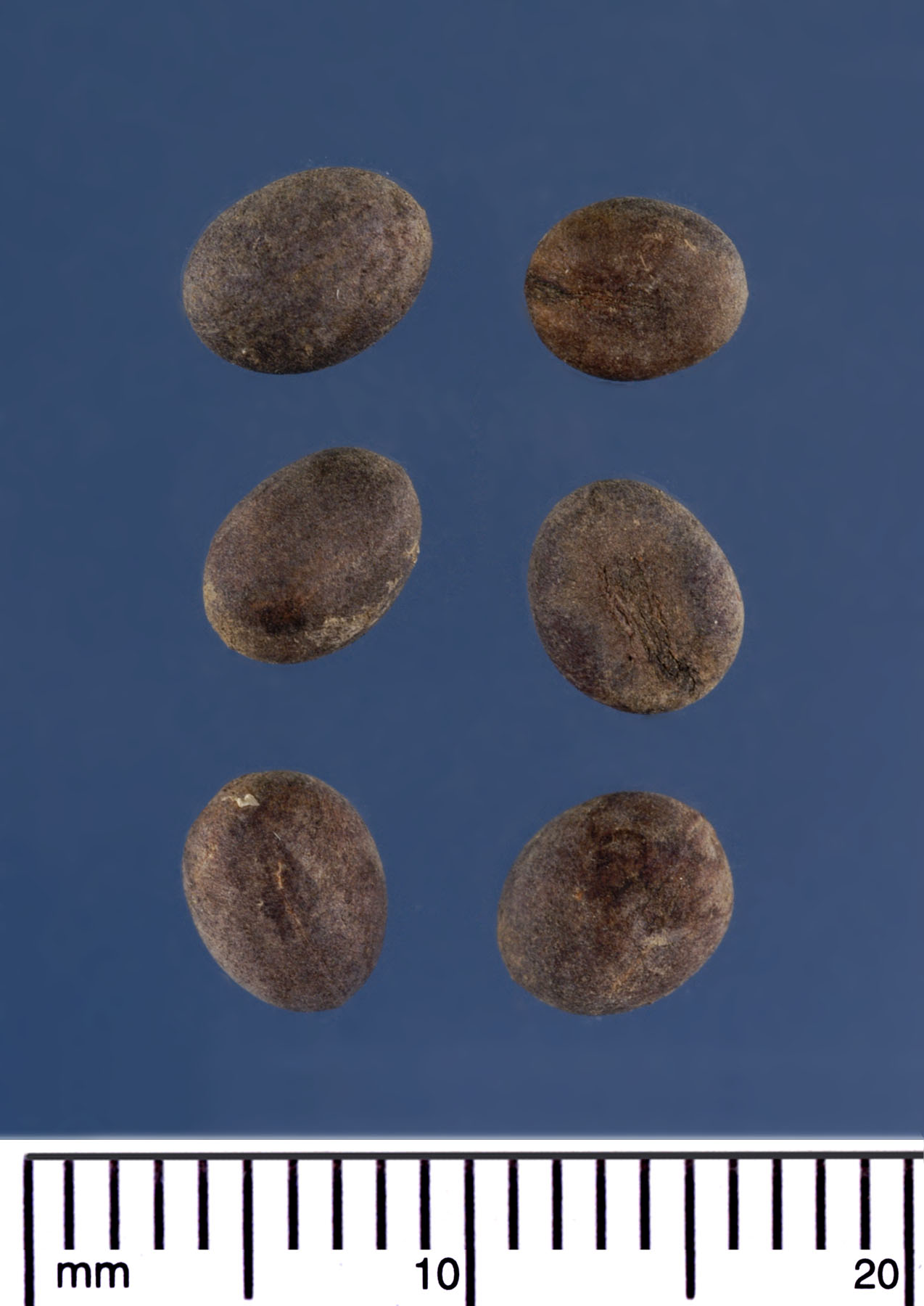   Washingtonia filifera  seeds (mm scale). Photograph courtesy of Mariana P. Beckman, DPI 