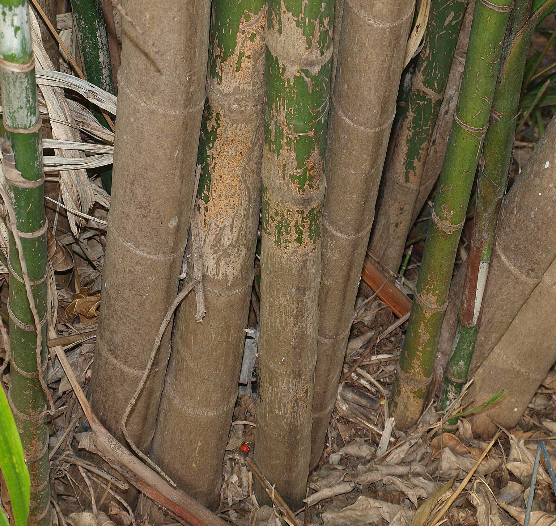   Ptychosperma macarthurii  stems with leaf scar rings 
