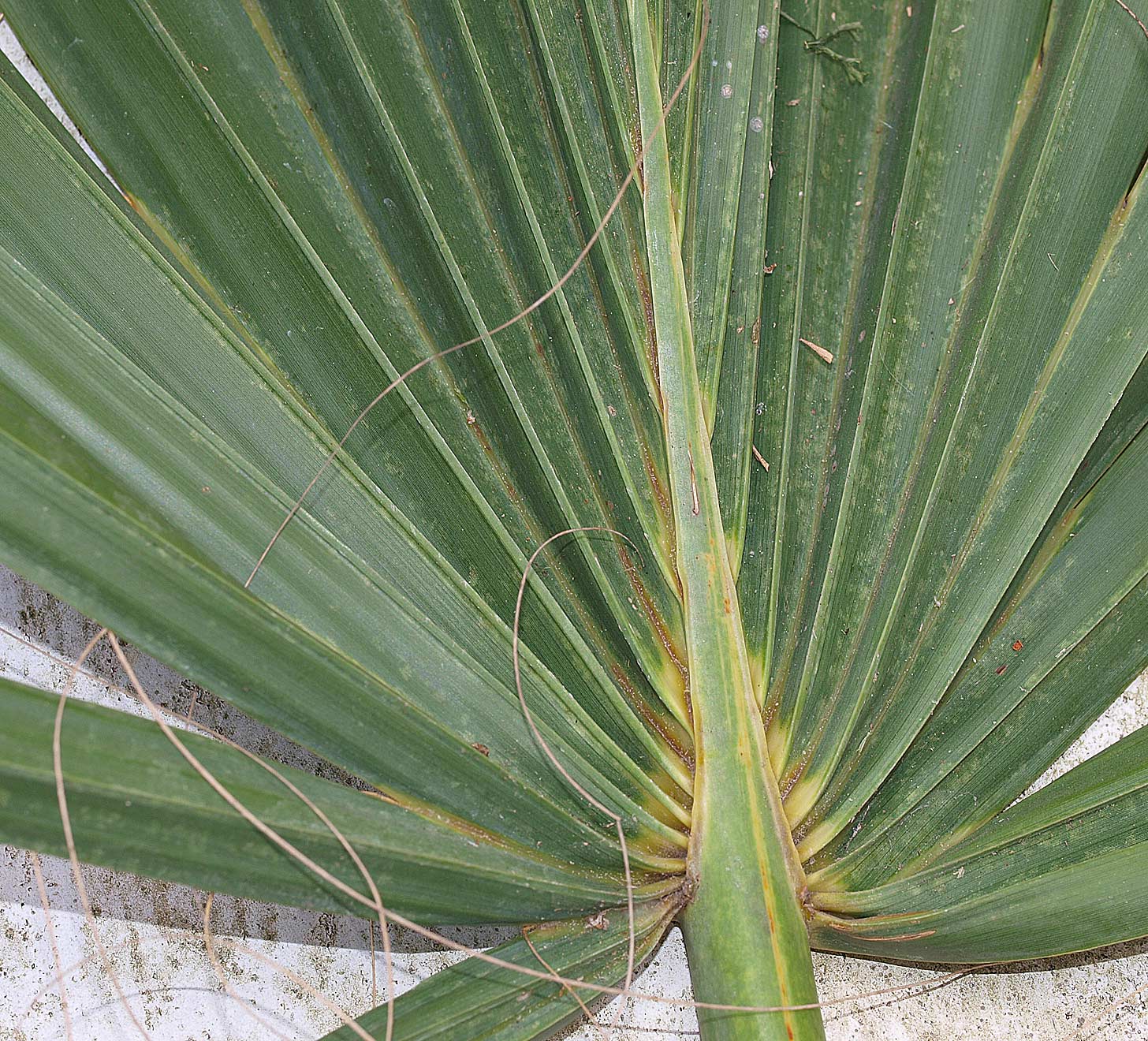   Sabal causiarum  leaf (abaxial) with costa 