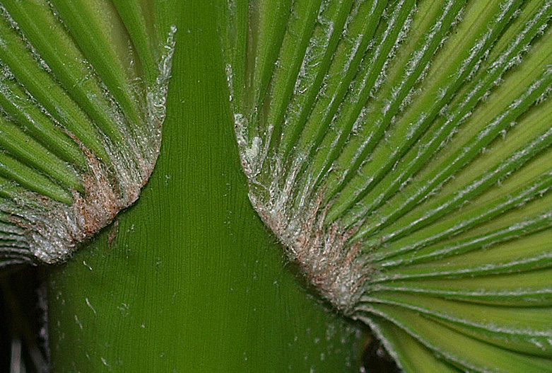   Washingtonia filifera  close view of abaxial surface with costa 