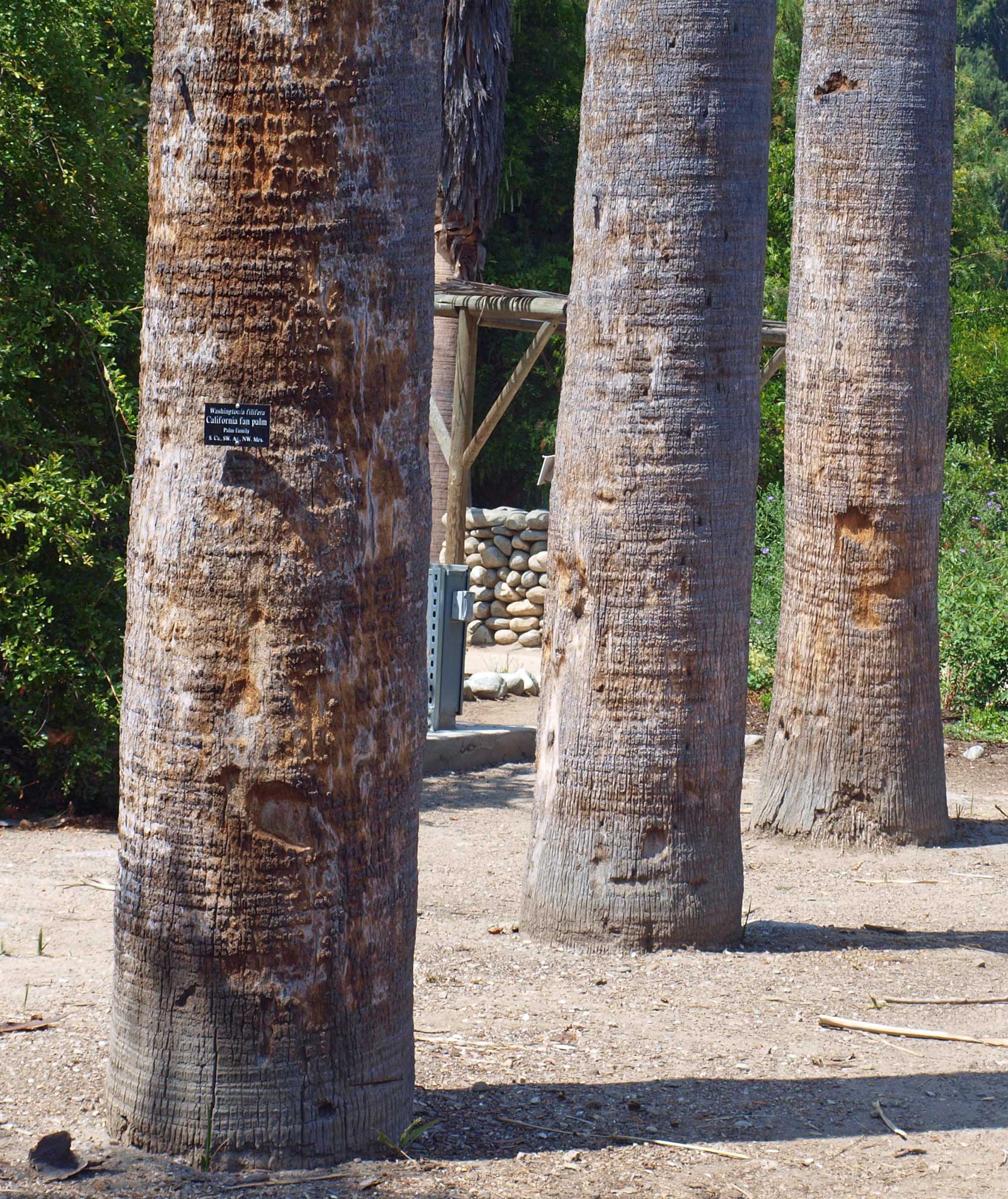   Washingtonia filifera  base of columnar stems 