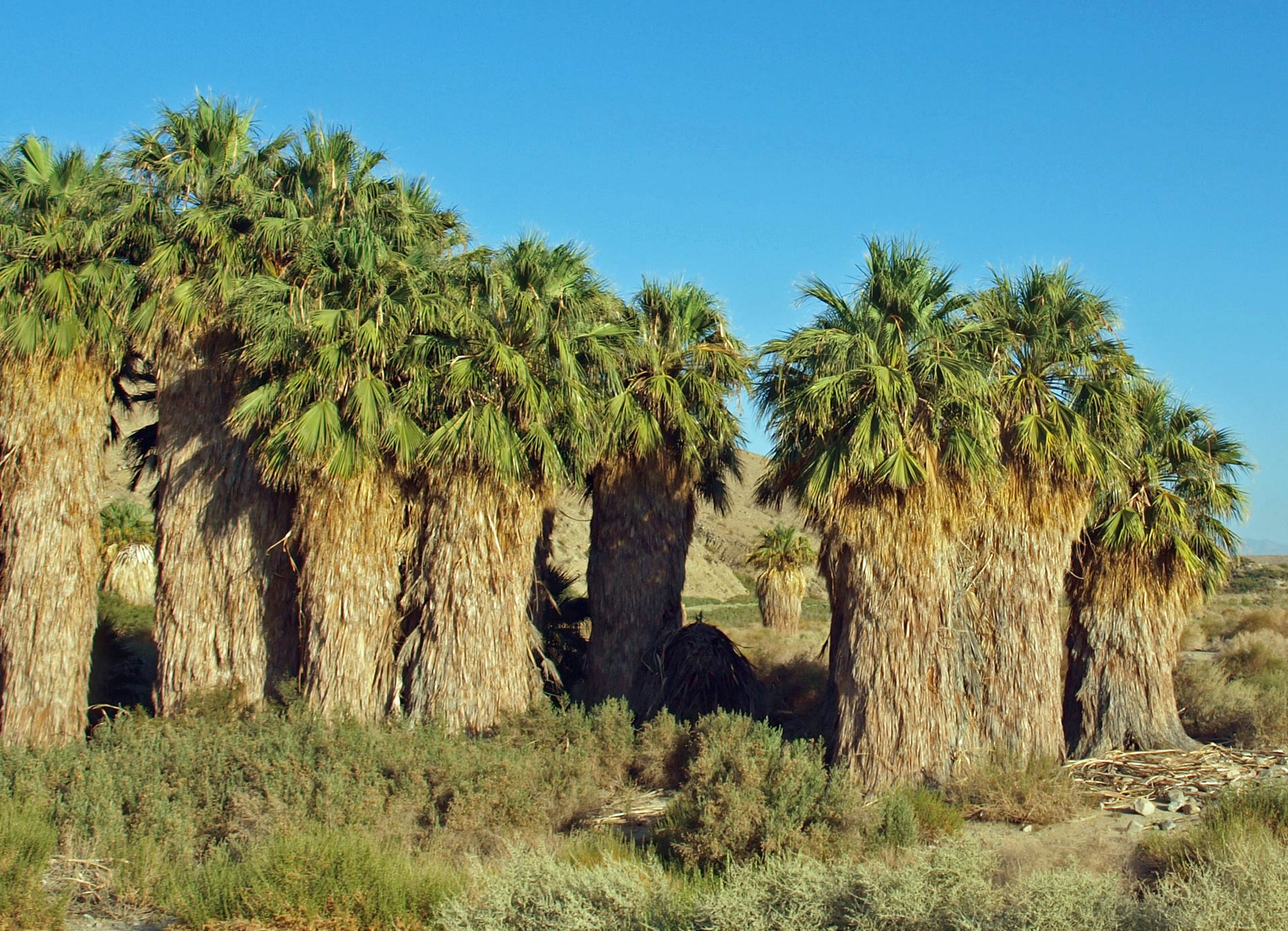   Washingtonia filifera  habit. Coachella Valley Preserve, Thousand Palms Oasis 