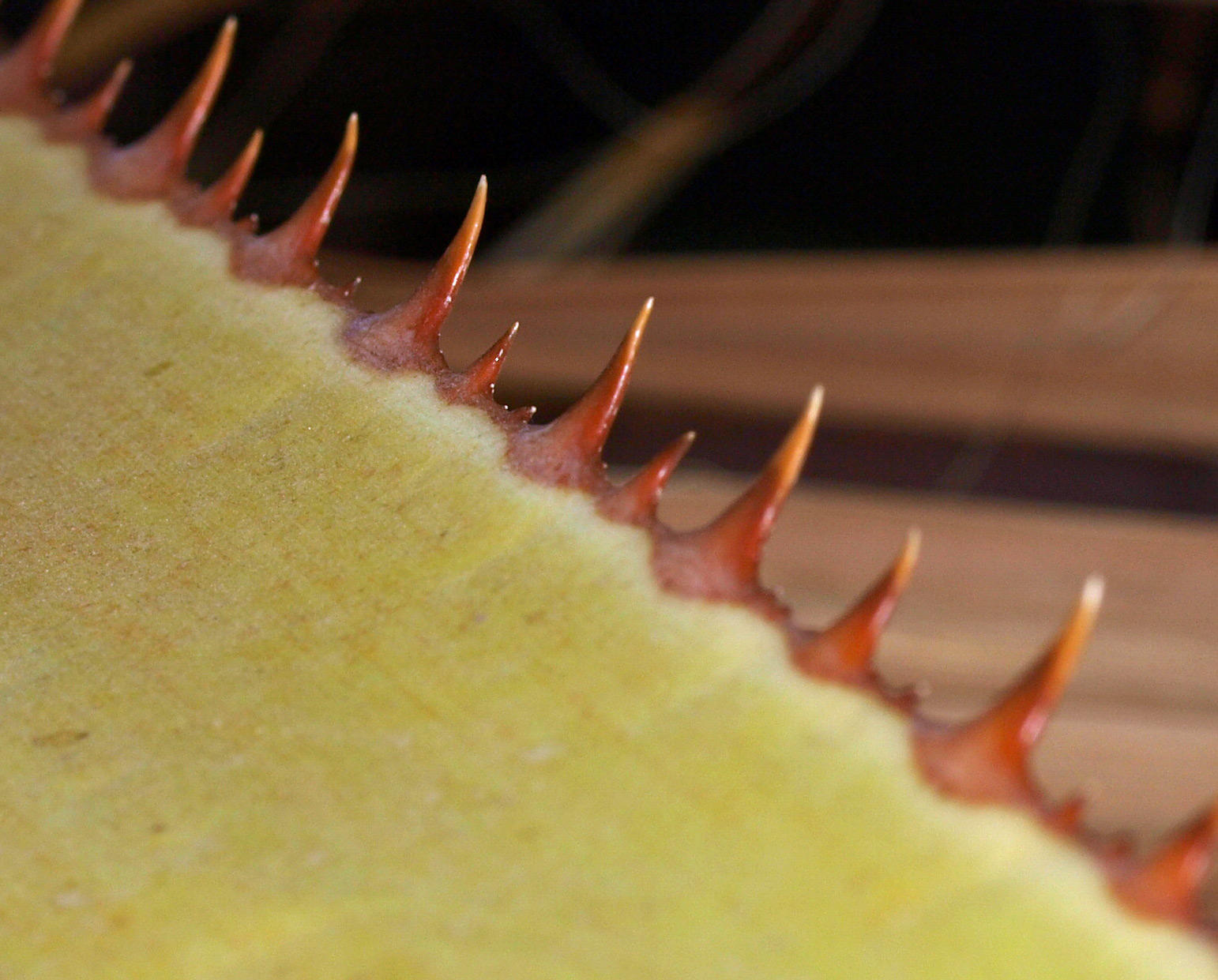   Washingtonia filifera  close view of teeth along petiole margins 