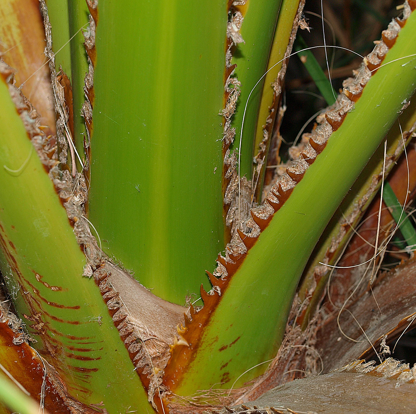   Washingtonia filifera  teeth along petiole margins 
