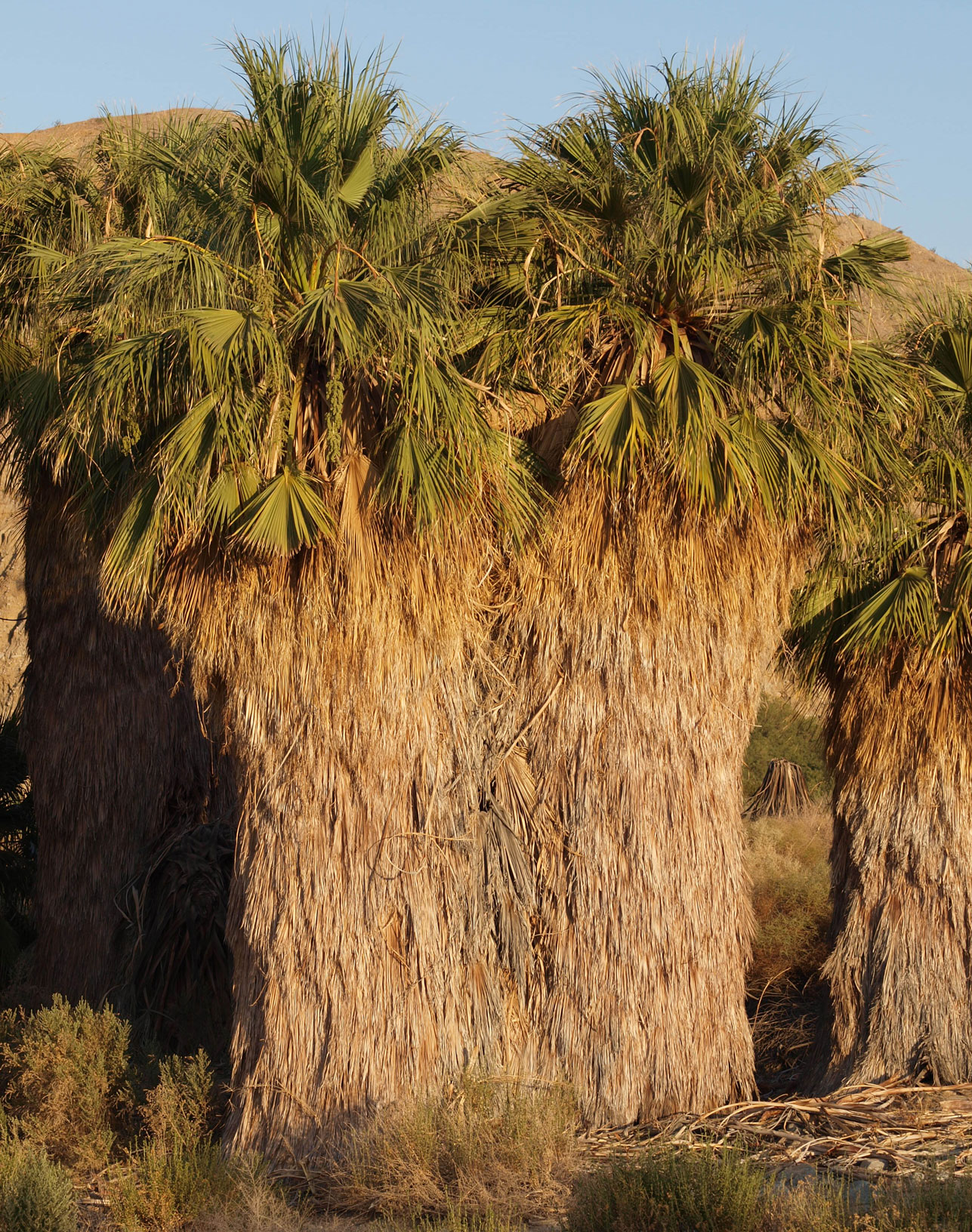   Washingtonia filifera  habit. Coachella Valley Preserve, Thousand Palms Oasis 