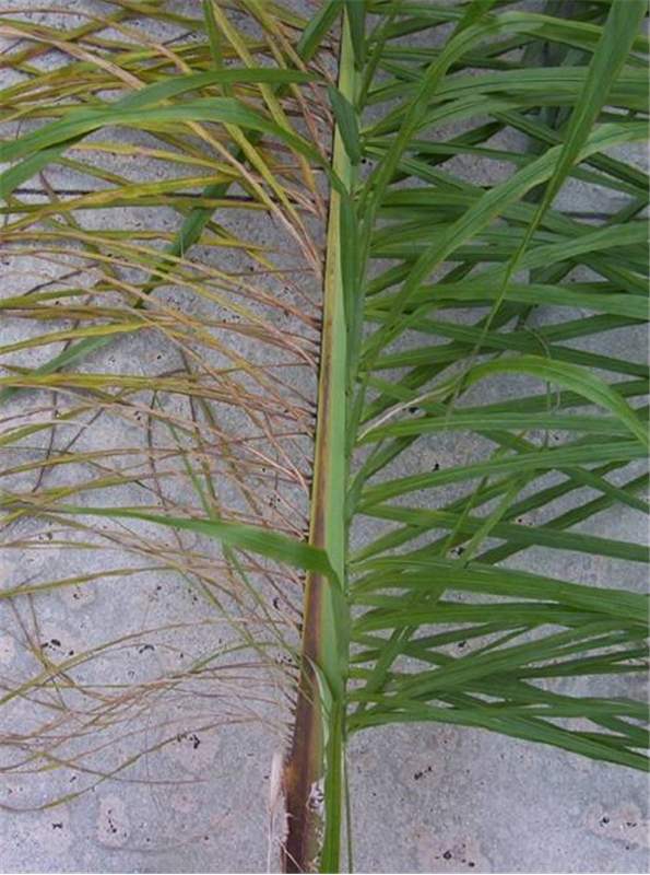 Fusarium Wilt Of Queen And Mexican Fan Palms Symptoms Of Palm