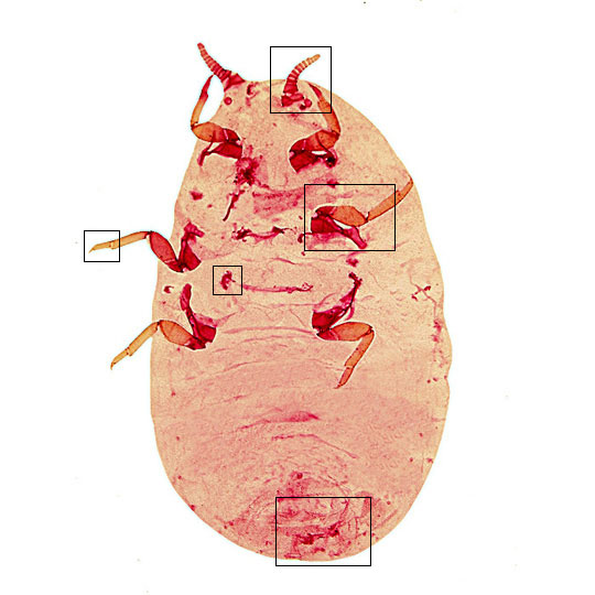 Link to Coelostomida image