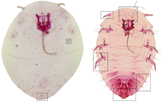 Link to Conchaspis image