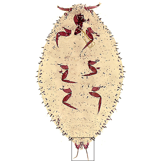 link to Eriococcus body image