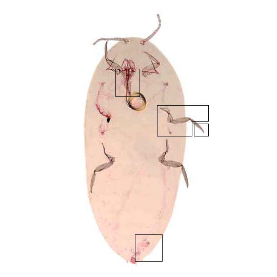 Phenacoleachiidae image