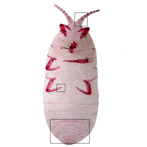 Image of Stomacoccus body