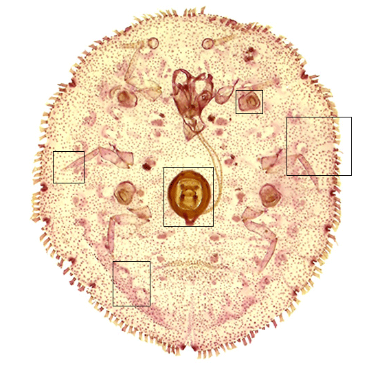 Stictococcus image