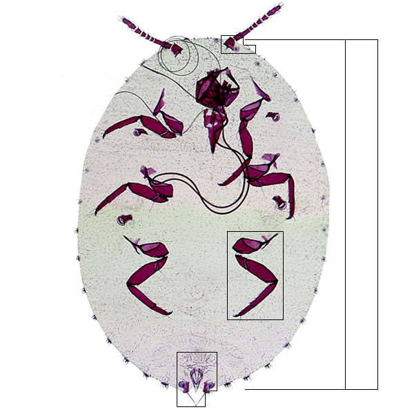 Photomicrograph of Dysmicoccus brevipes