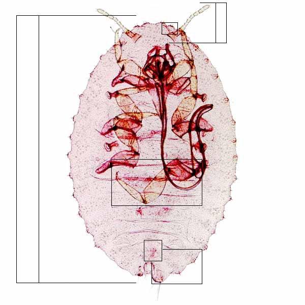 image of Hordelicoccus nephelii